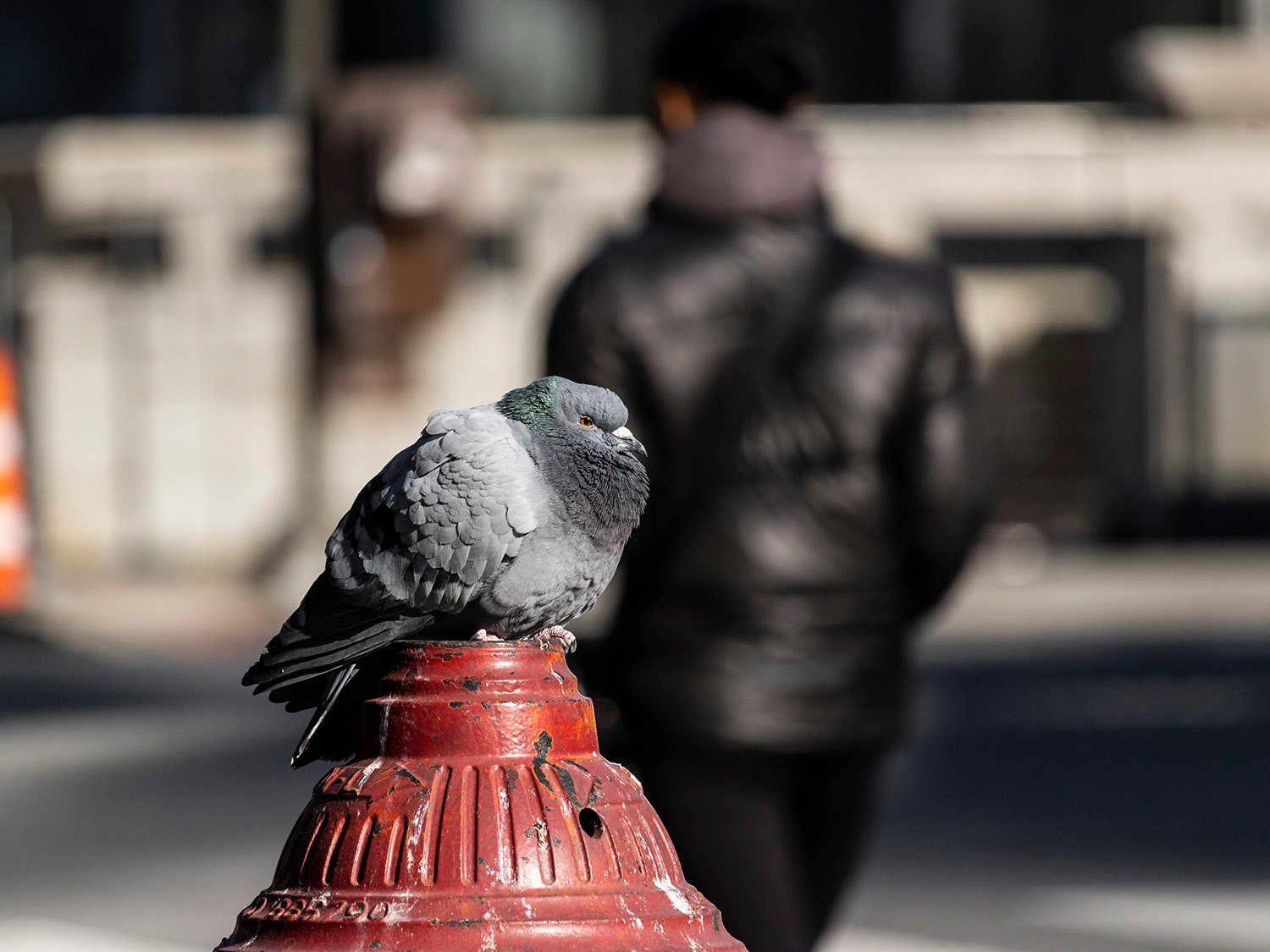 Common pigeon (Columba livia). Center City, Philadelphia.