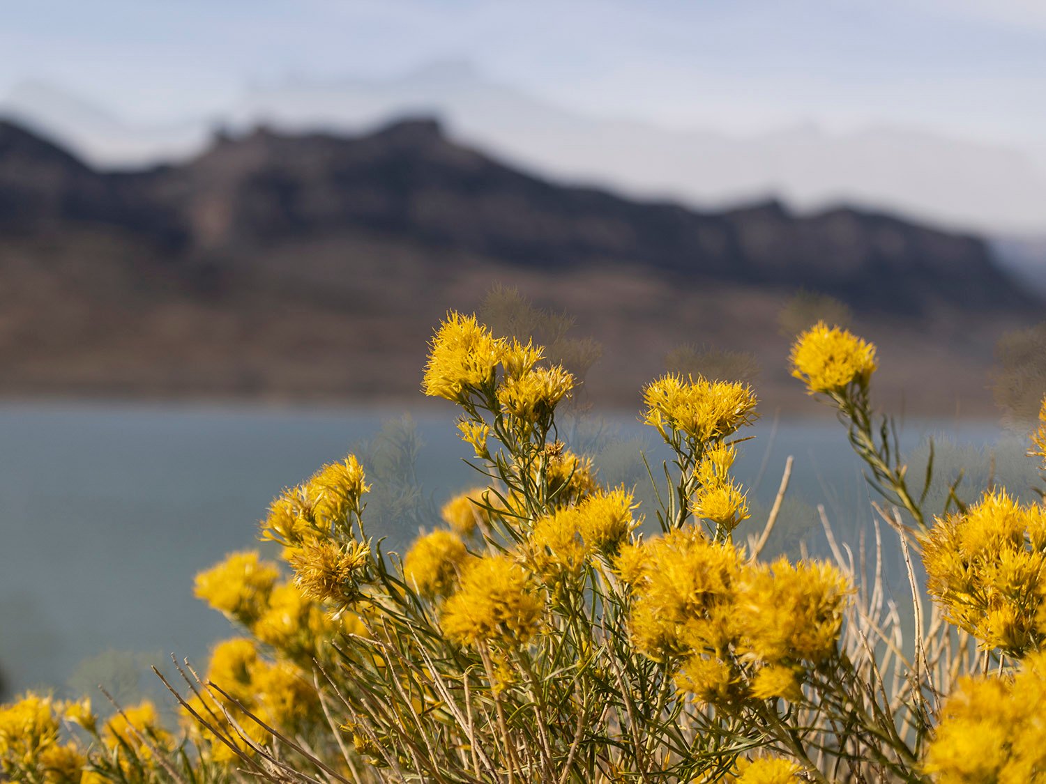 Yellow rabbitbush (Chrysothamnus viscidiflorus) at Buffalo Bill Reservoir