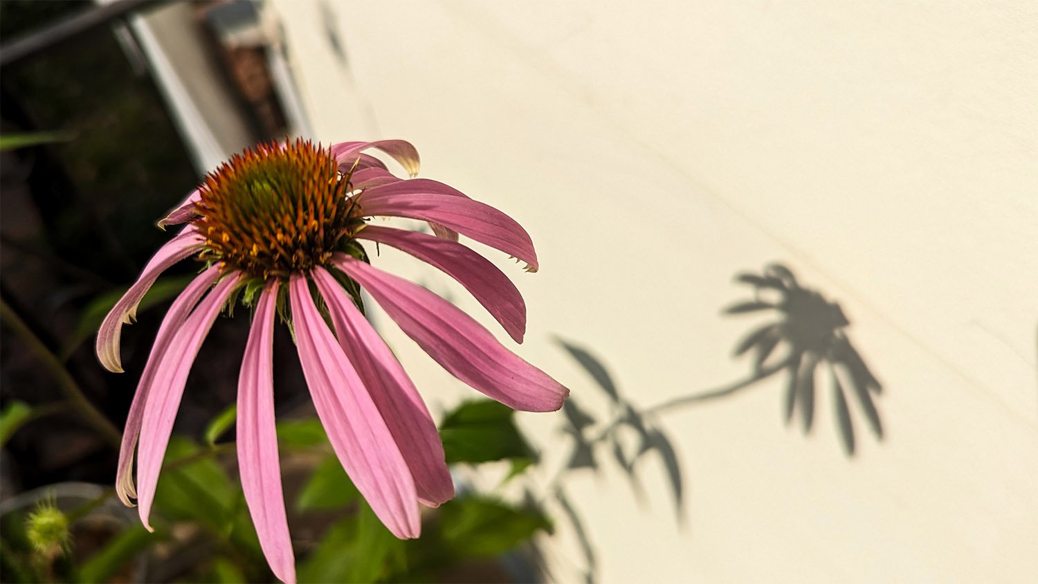 Purple coneflower (Echinacea purpurea) in Atlanta