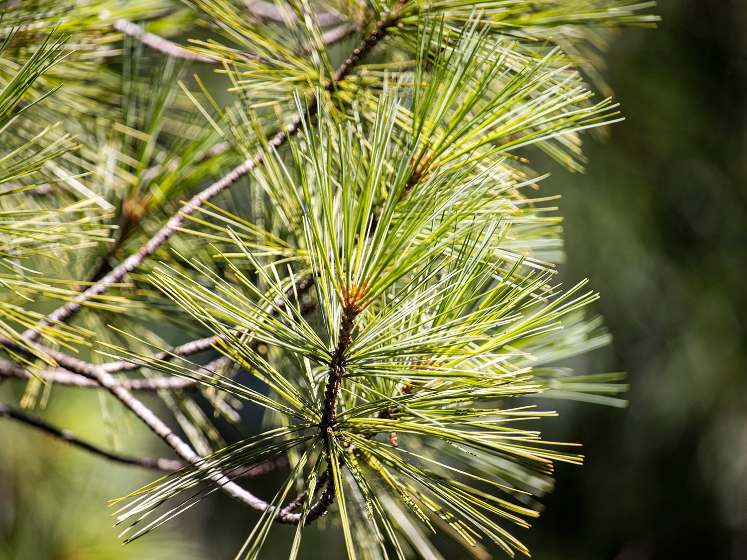 Eastern white pine (Pinus strobus)
