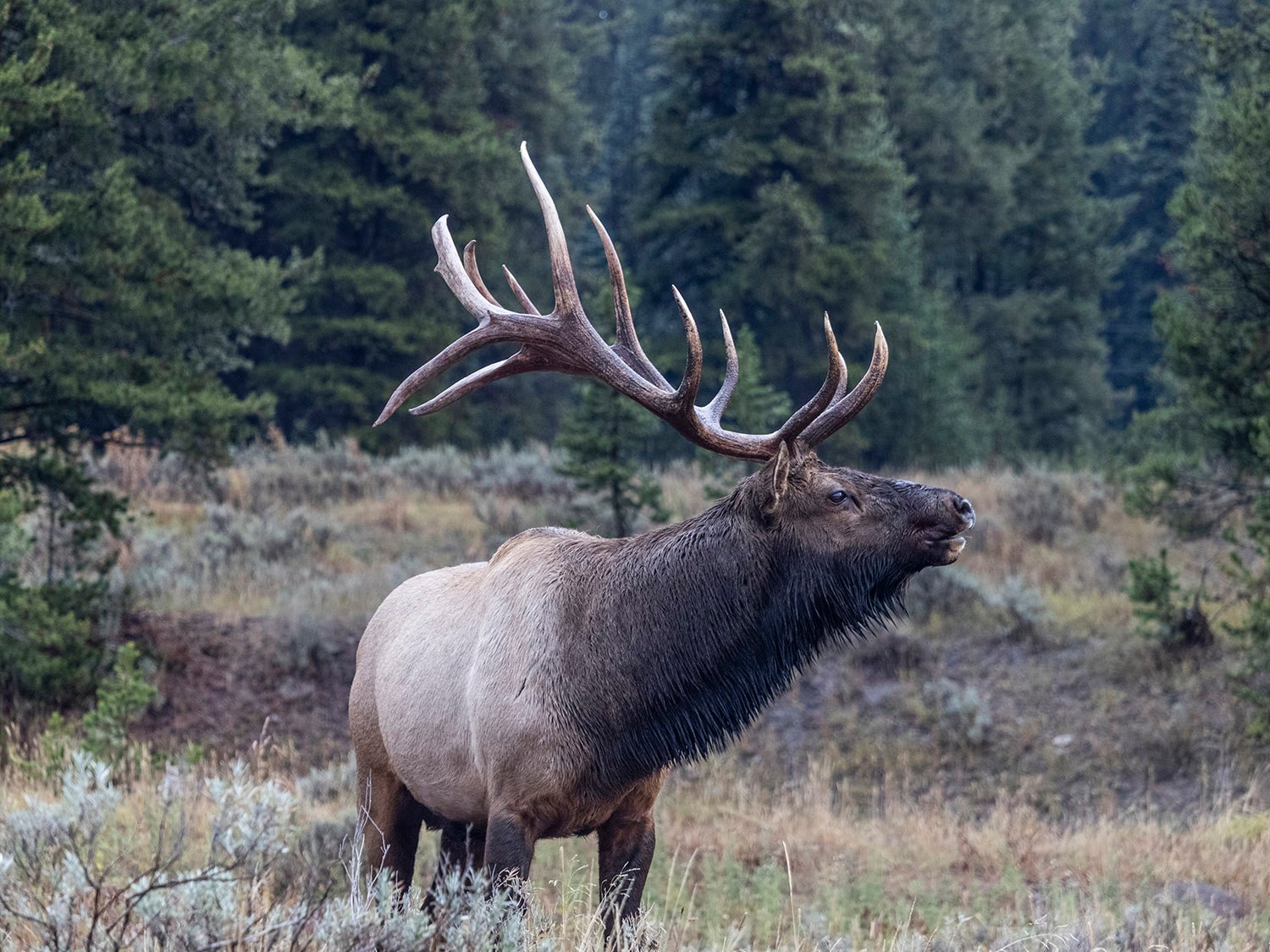 Elk (Cervus canadensis) at Yellowstone National Park, Wyoming