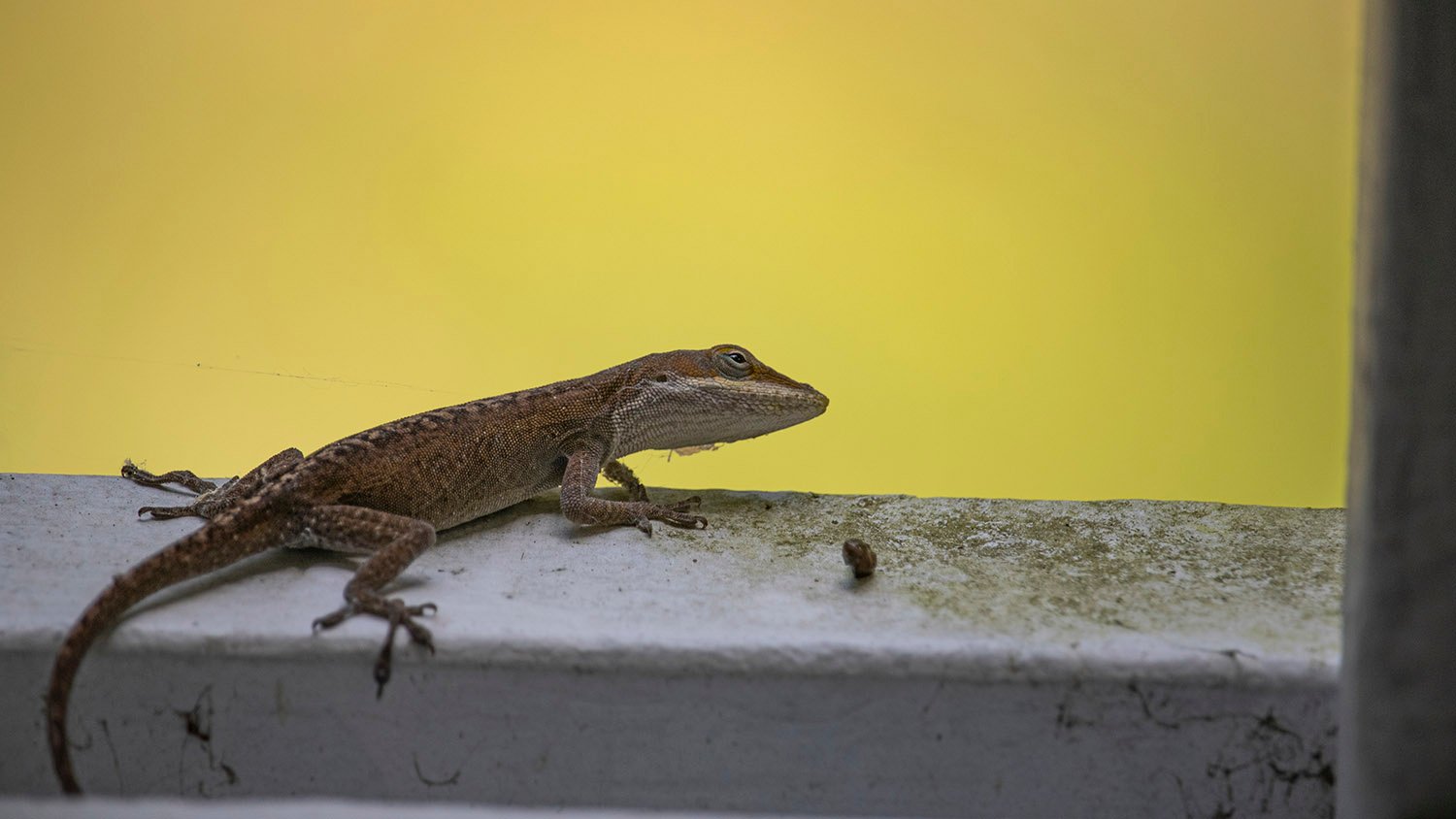 Green anole (Anolis carolinensis)