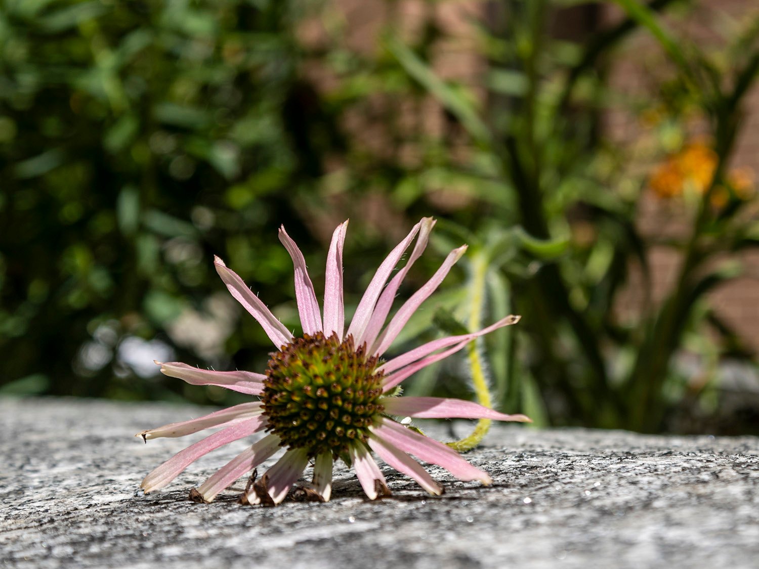 Coneflower in Philadelphia