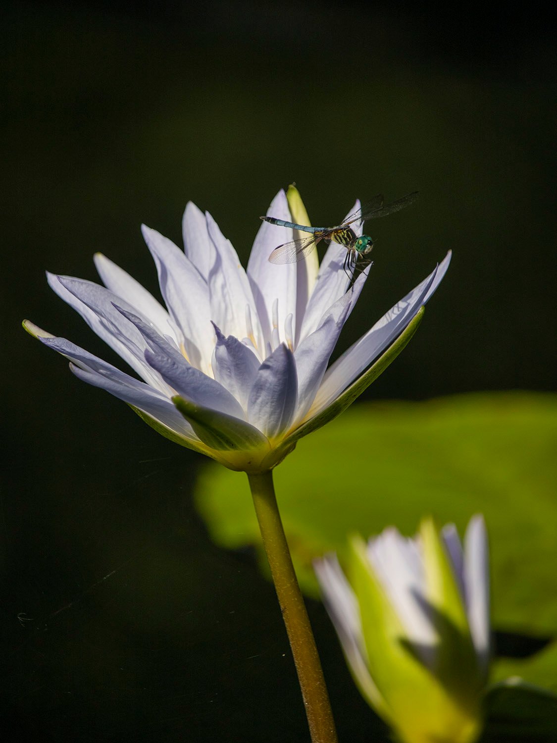 Eastern pondhawk (Erythemis simplicicollis) on a water lily (Nymphaeaceae) 