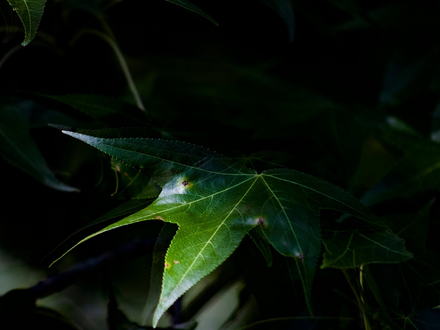 Sweetgum (Liquidambar styraciflua)