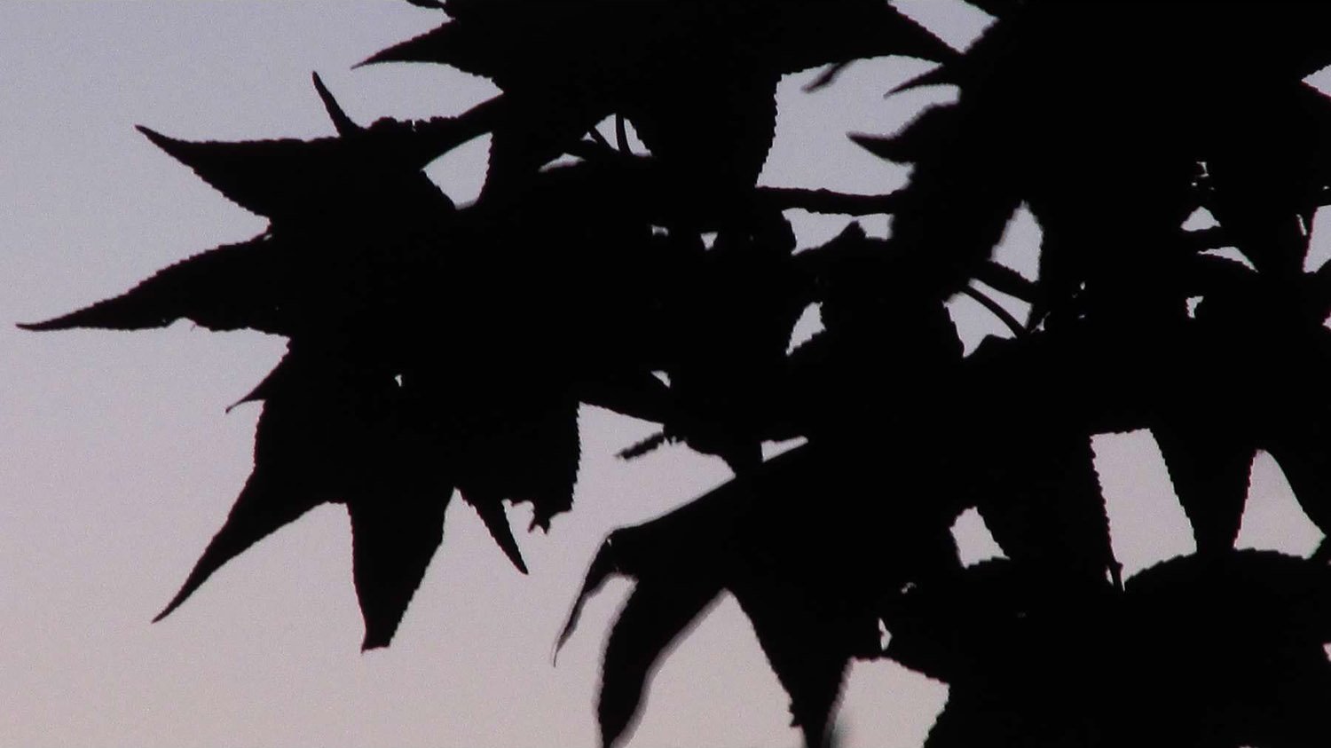 Sweetgum (Liquidambar styraciflua)