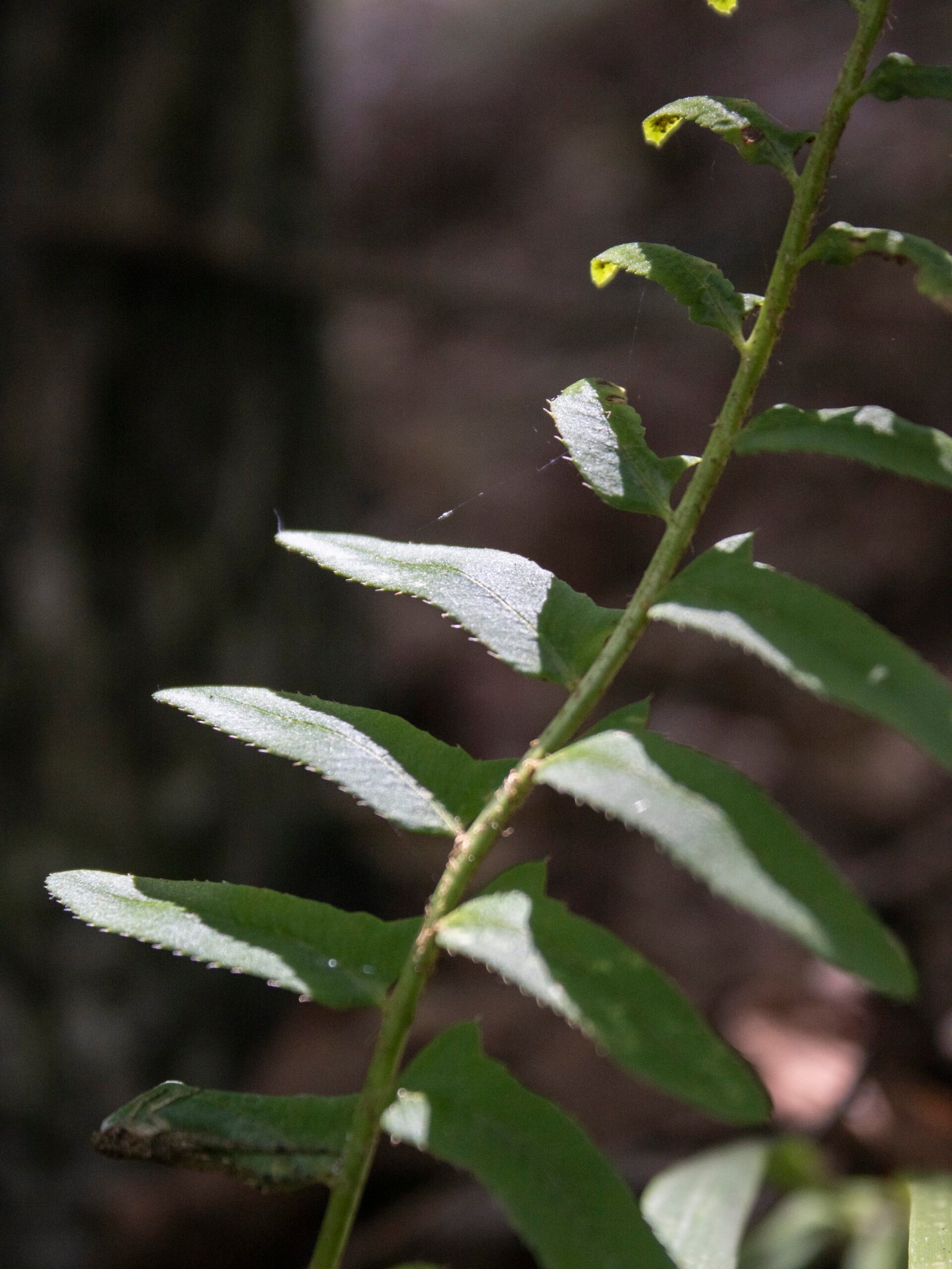 Christmas fern (Polystichum acrostichoides)