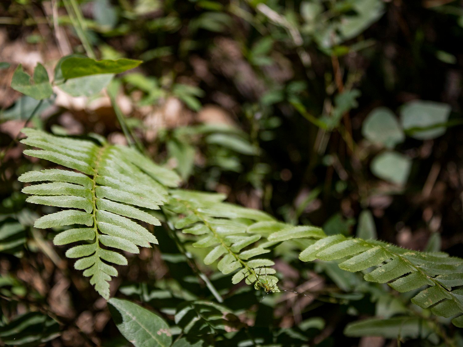 Christmas fern (Polystichum acrostichoides)