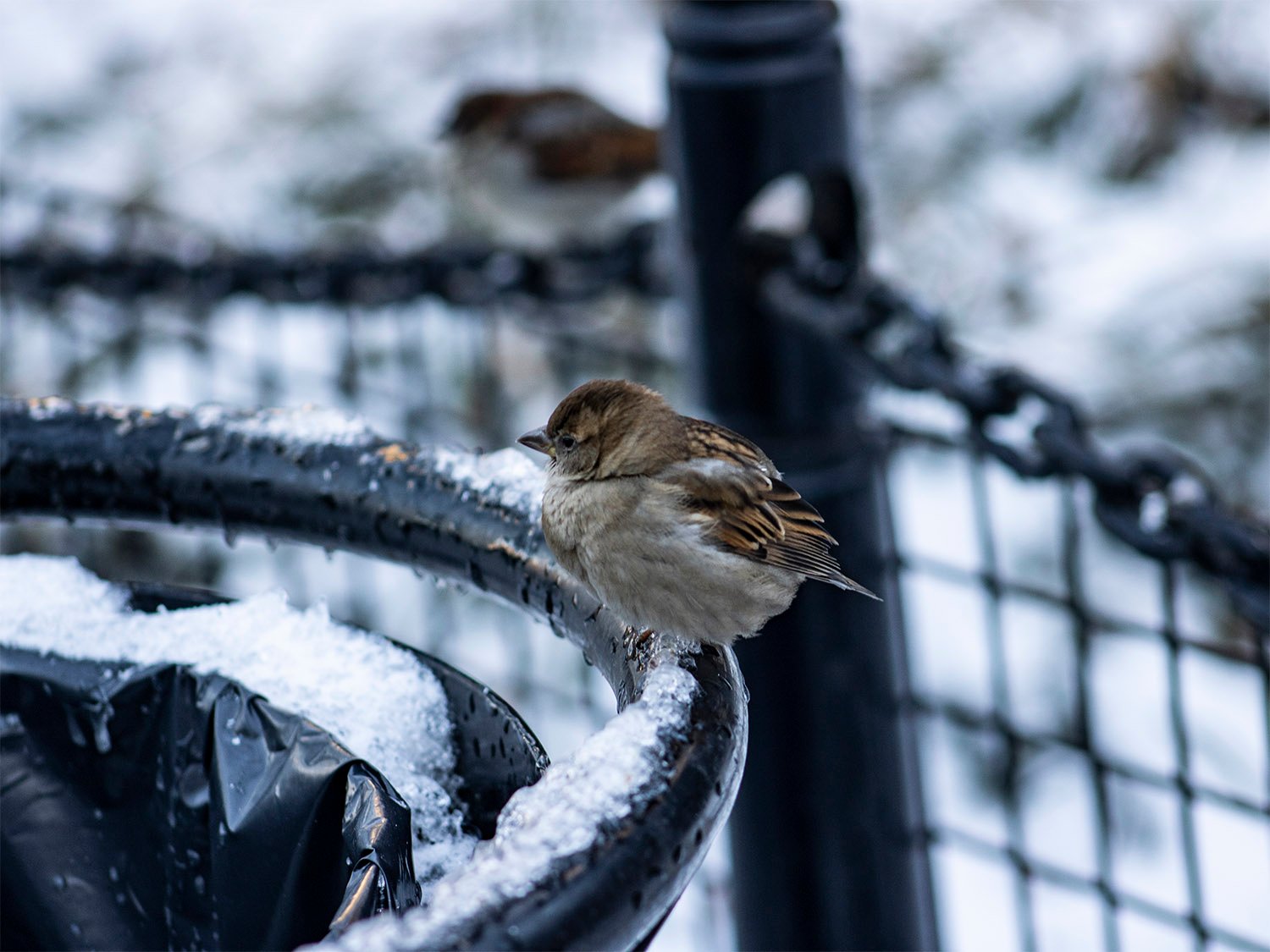 House sparrow (Passer domesticus) in snow