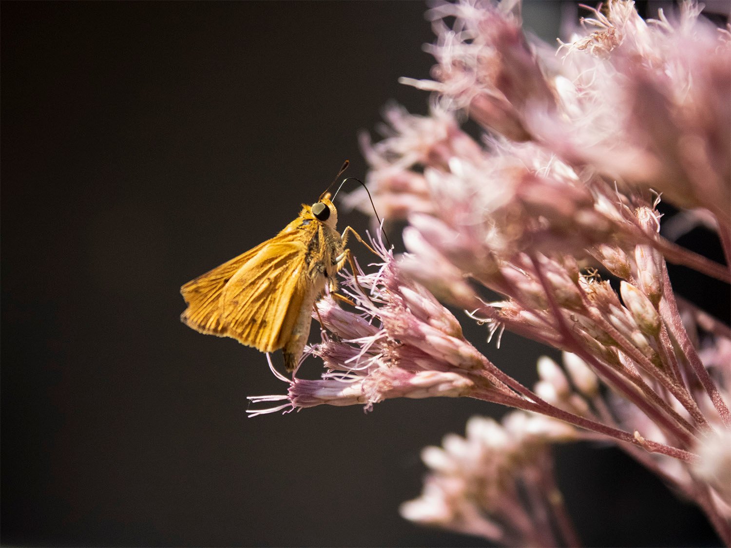Delaware skipper (Anatrytone logan) pollinating Joe Pye weed (Eutrochium purpureum)