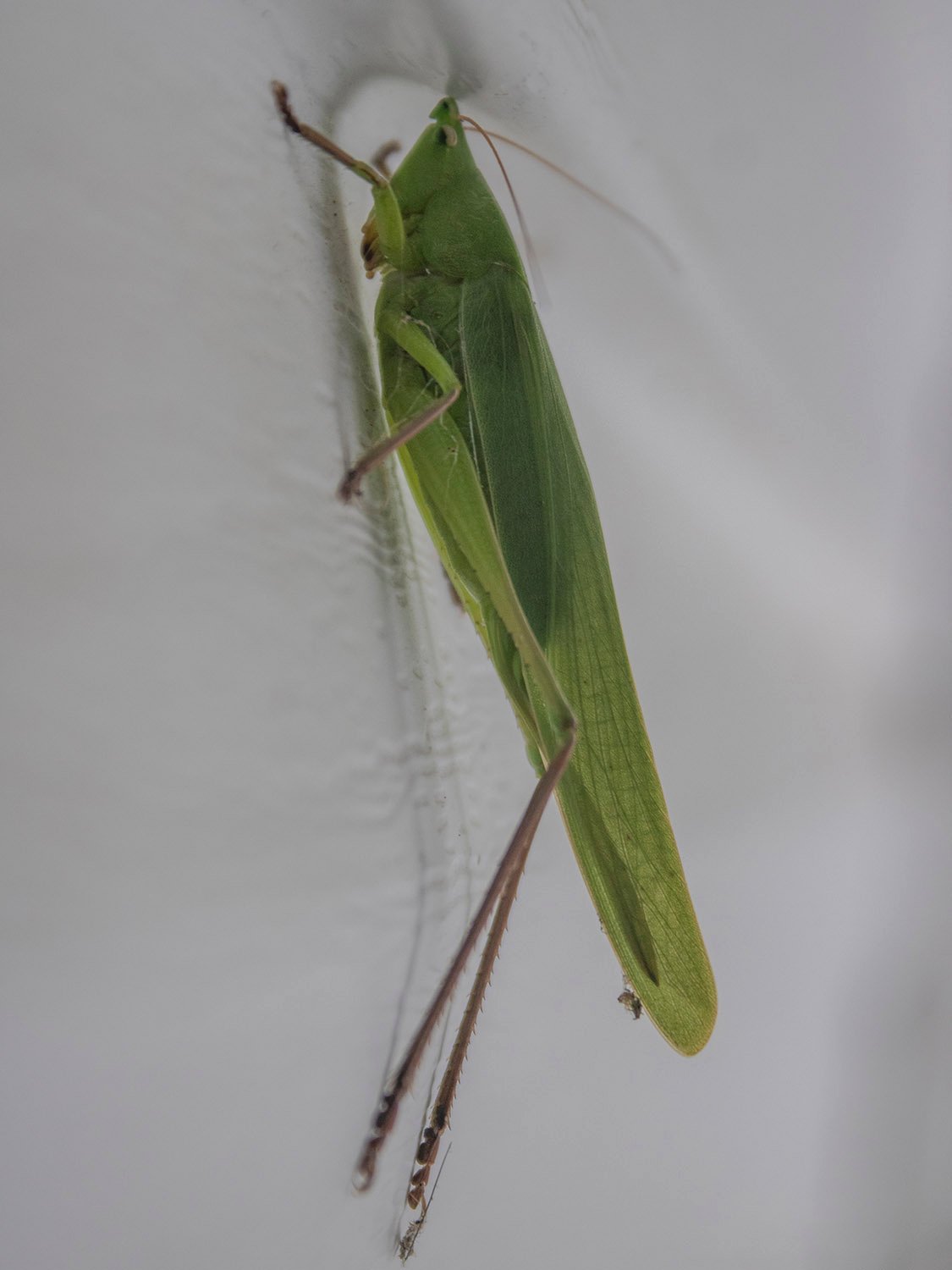 Katydid (Scudderia sp.) 