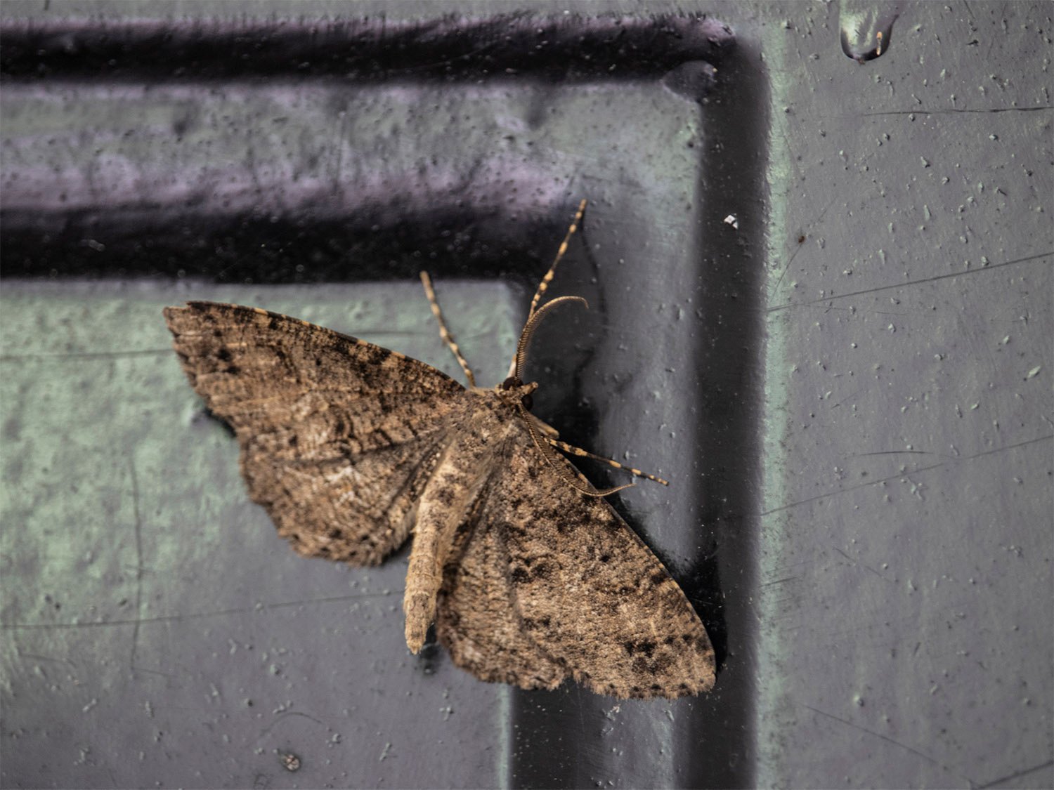 Porcelain gray (Protoboarmia porcelaria) 