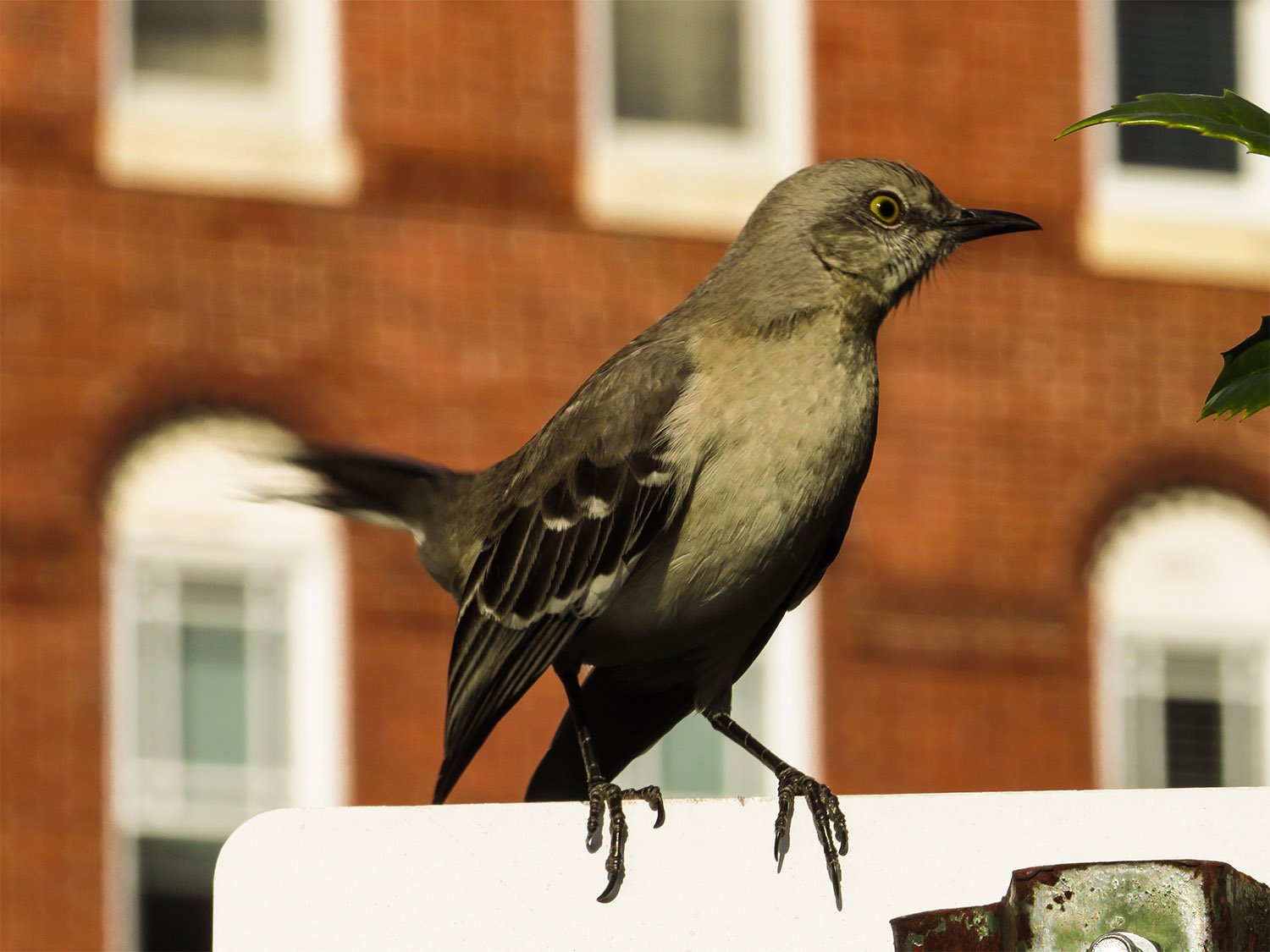 Northern mockingbird (Mimus polyglottos)