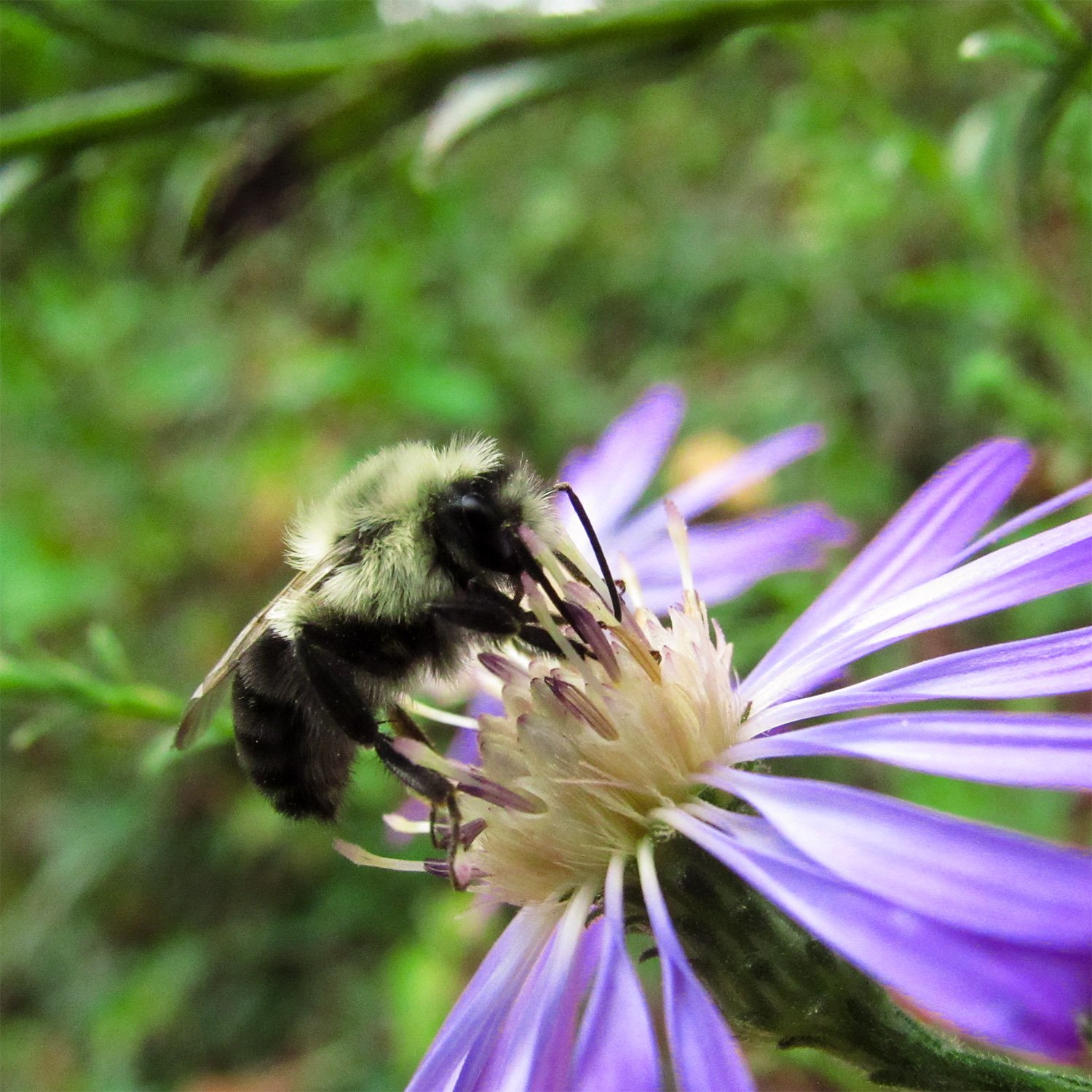 Bumblebee pollinating Georgia aster (Symphyotrichum georgianum)