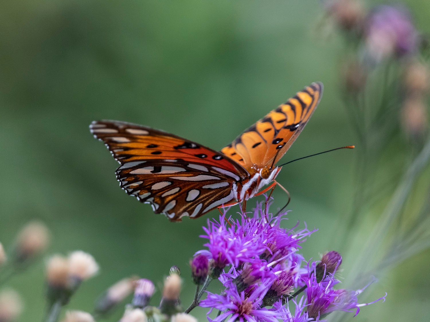 Gulf fritillary butterfly (Agraulis vanillae) 