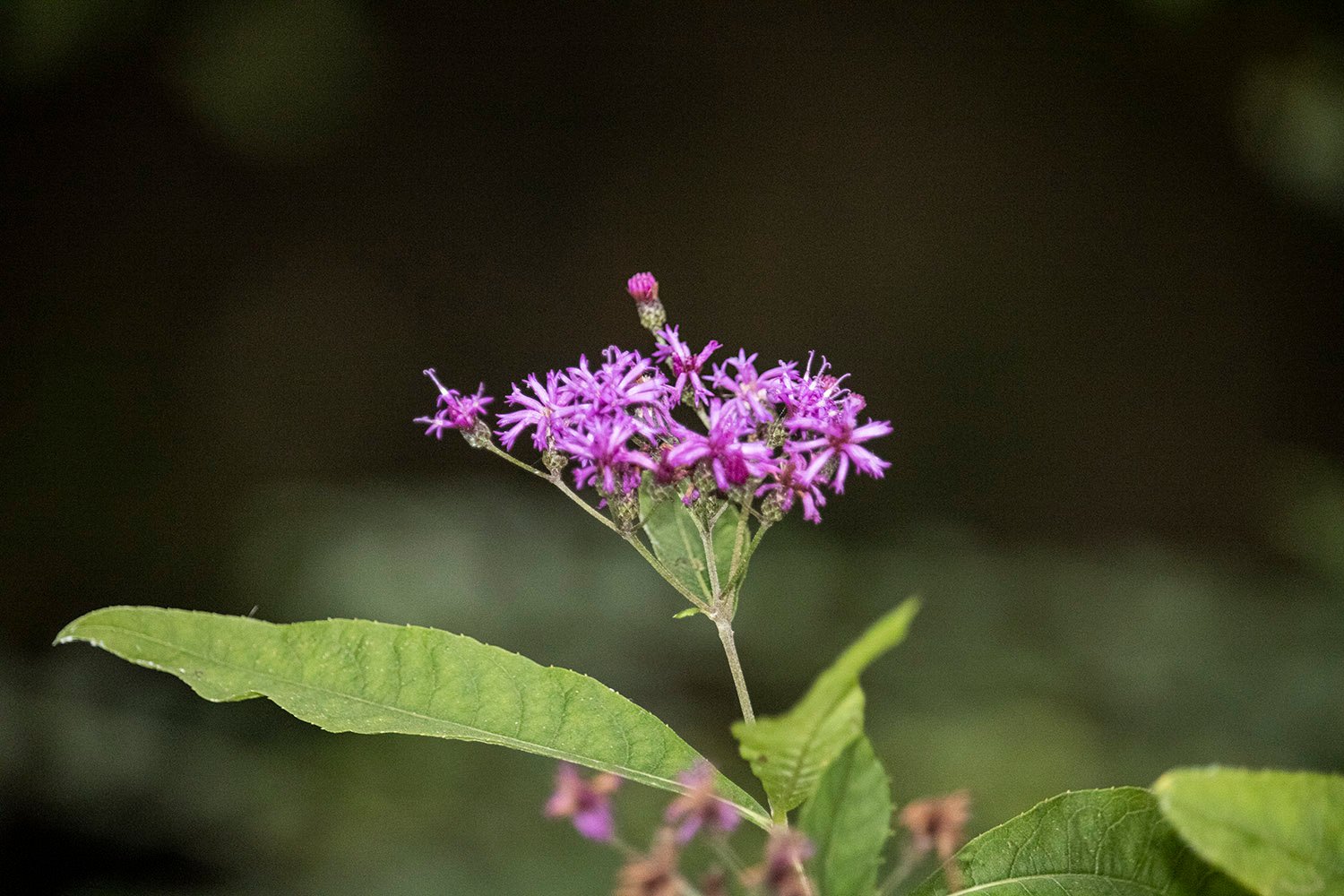 Ironweed (Veronia gigantea)