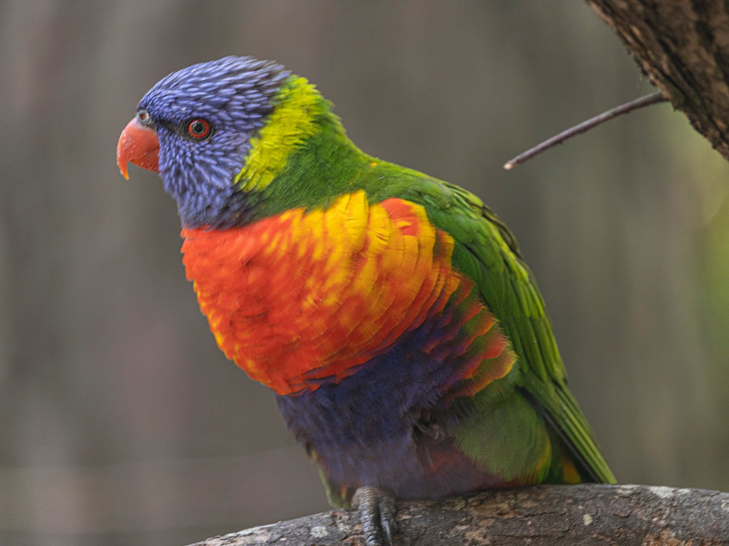 Rainbow lorikeet (Trichoglossus moluccanus) 