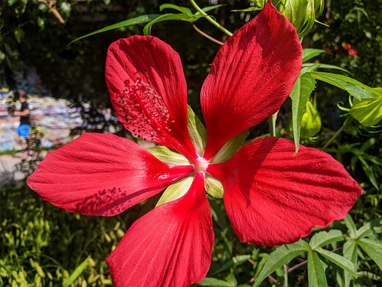 Swamp hibiscus (Hibiscus coccineus)