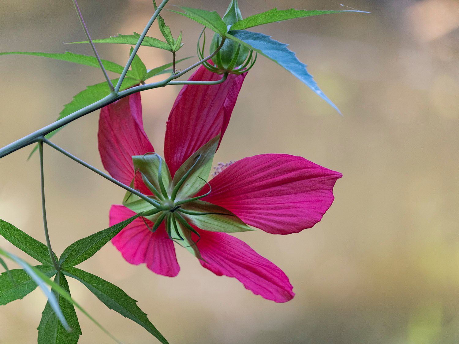 Swamp hibiscus (Hibiscus coccineus) 