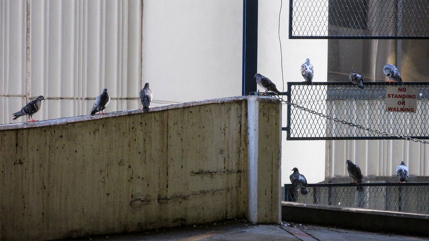 Common pigeons (Columba livia). Peachtree Center, Atlanta.