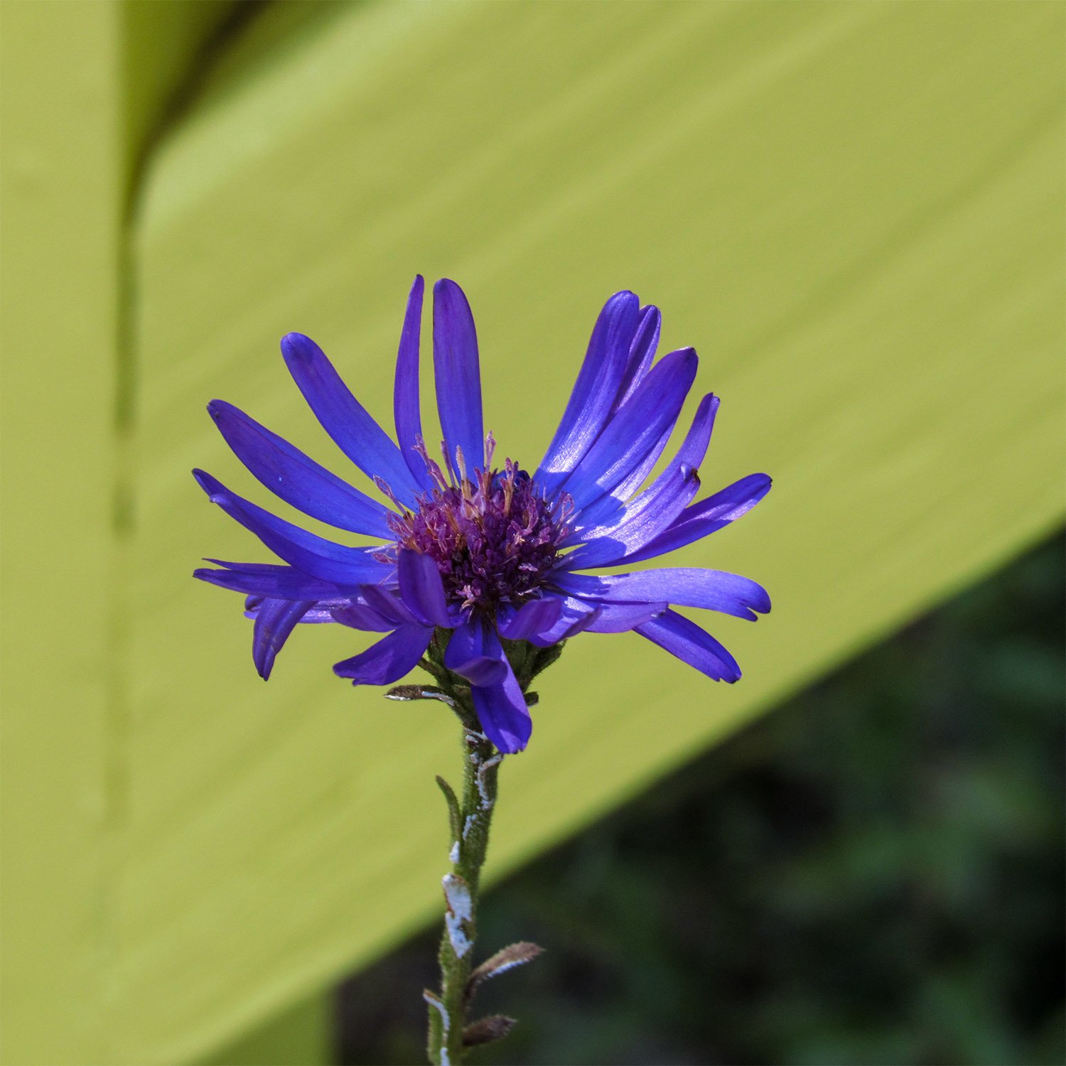 Georgia aster (Symphyotrichum georgianum)