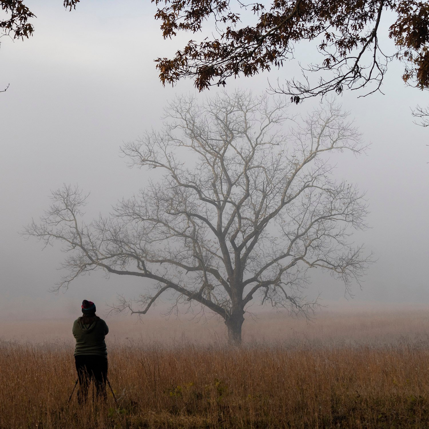 Cades Cove, Tennessee