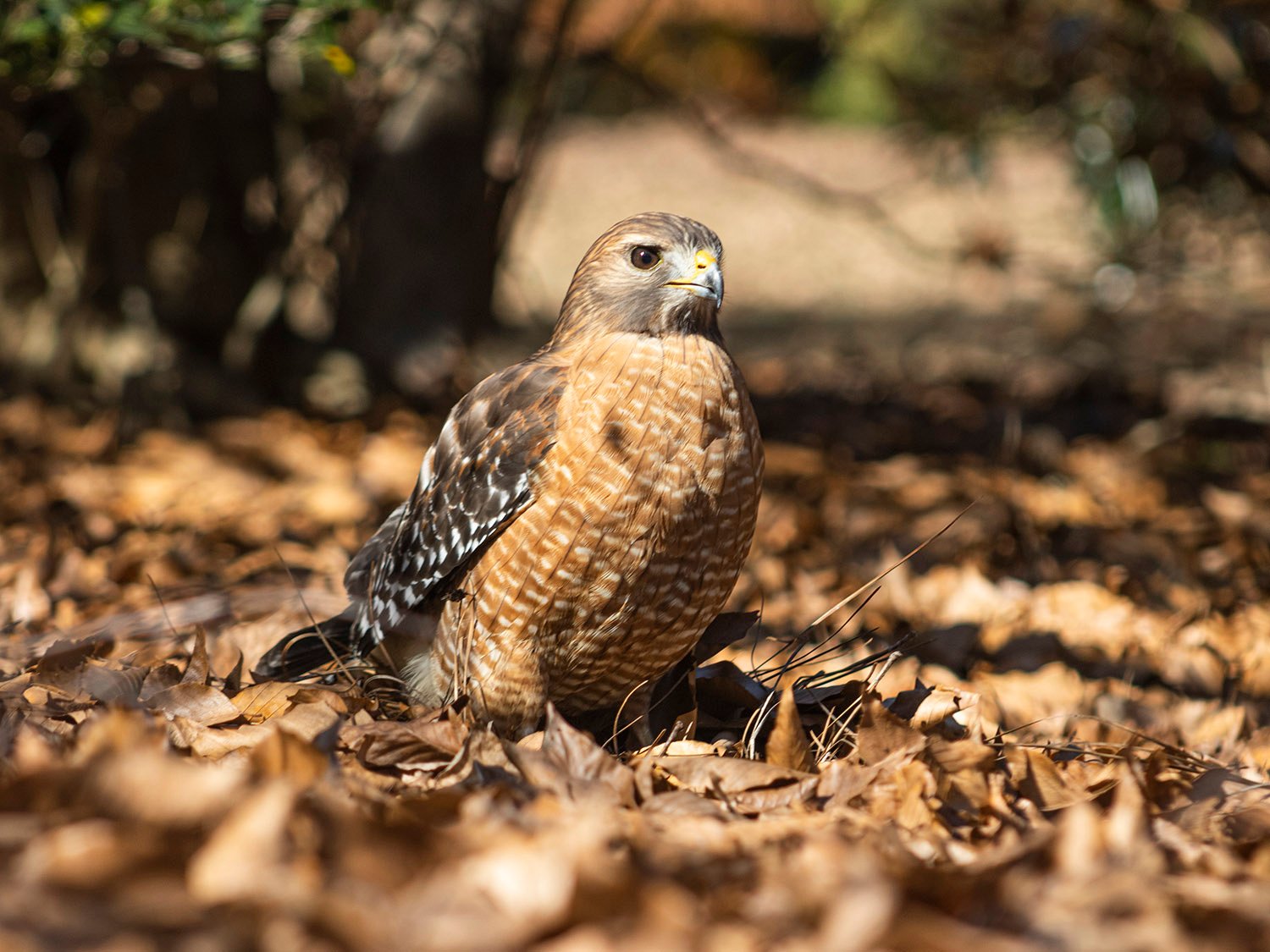Red-shouldered hawk (Buteo lineatus)