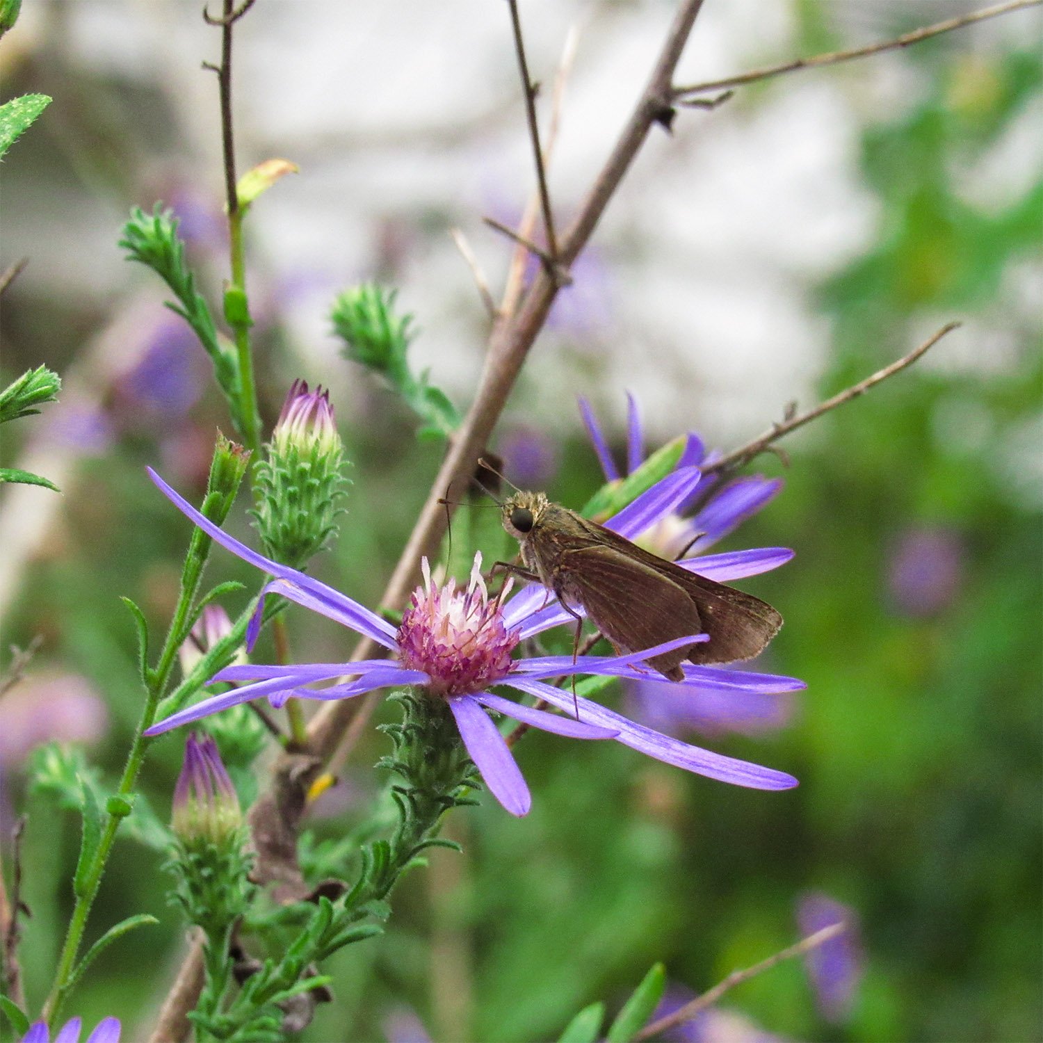 Clouded skipper (Lerema accius) pollinating a Georgia aster (Symphyotrichum georgianum)