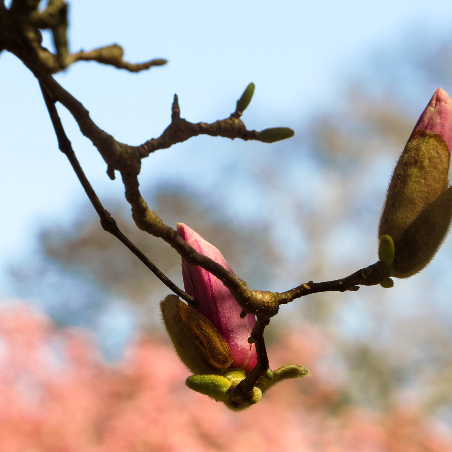Magnolia, "Beautiful'