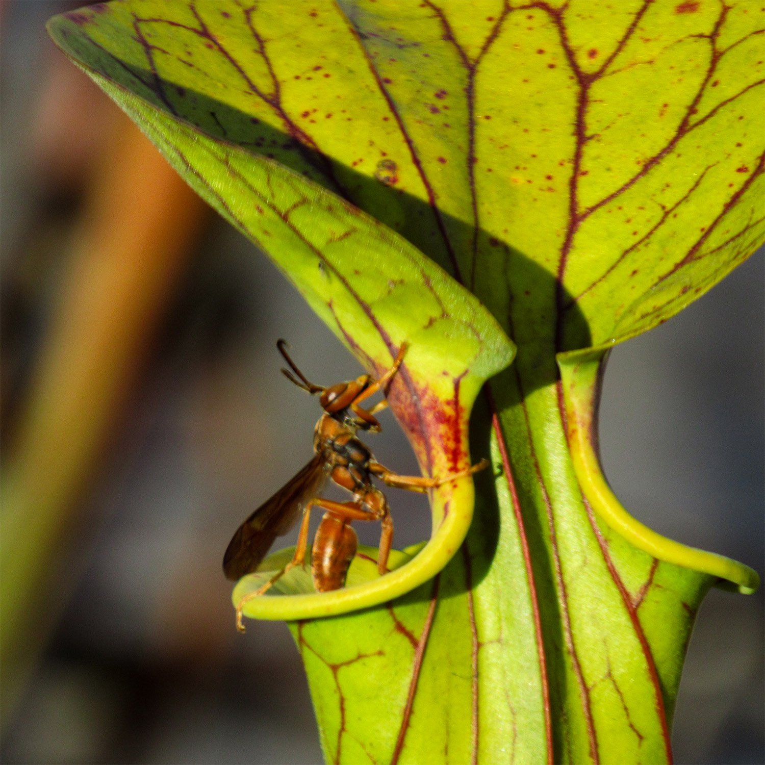 Red wasp (Polistes carolina) on a green pitcherplant (Sarracenia oreophila)