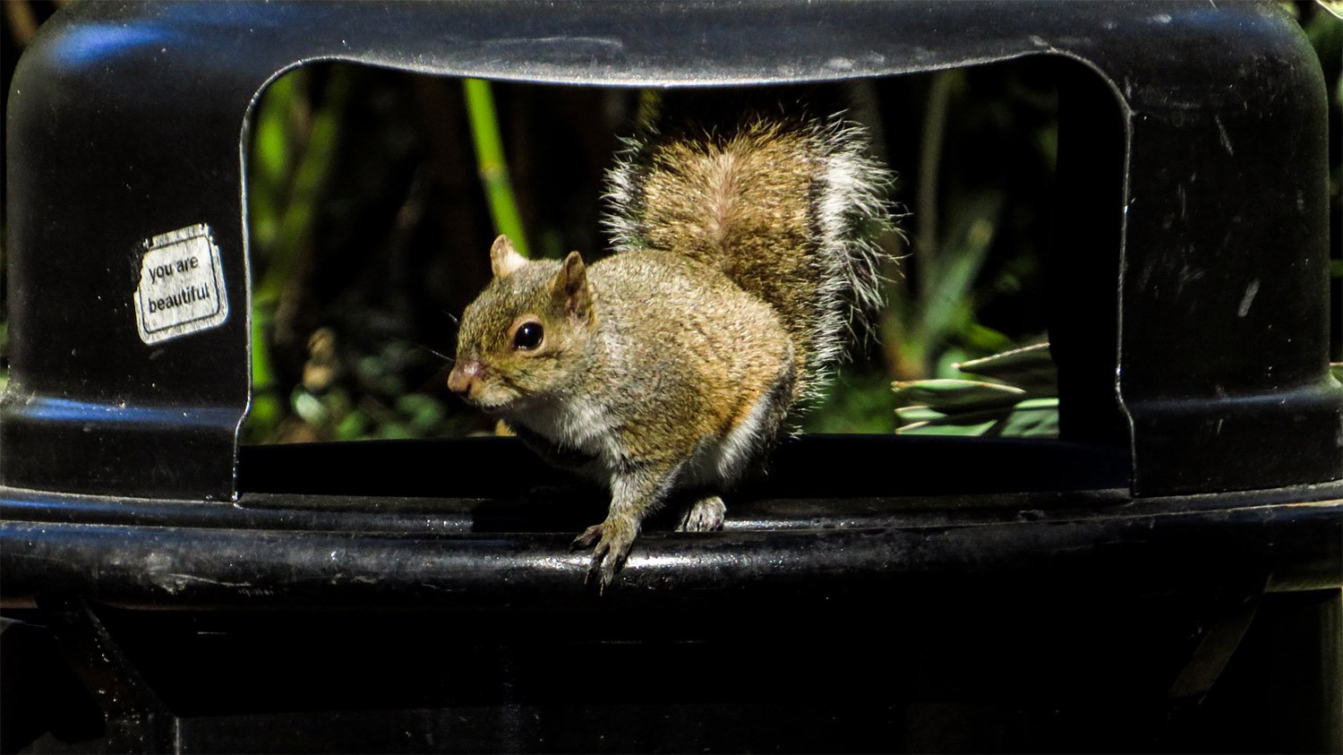 Eastern gray squirrel (Sciurus carolinensis)