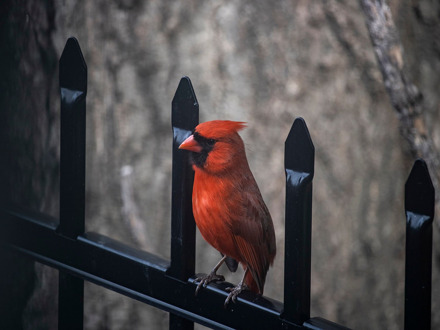 Northern cardinal (Cardinalis cardinalis) 