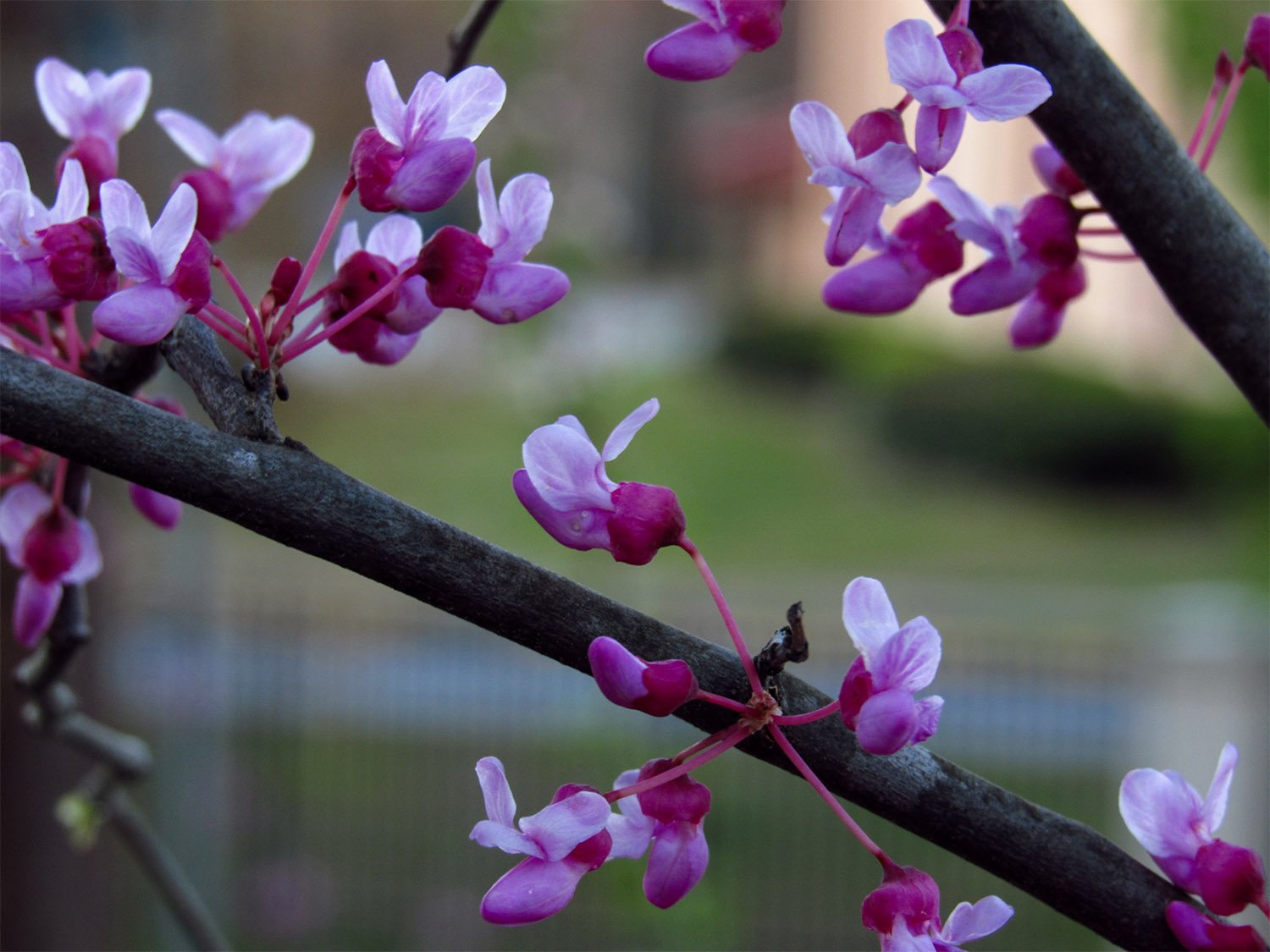 Blooms on Eastern redbud (Cercis canadensis)