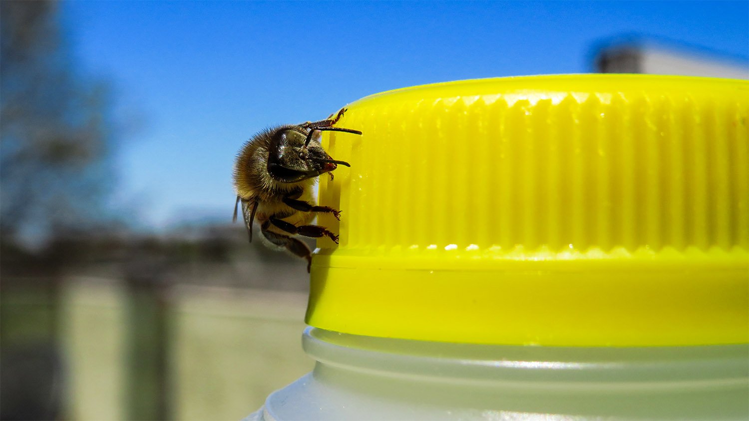 Common eastern bumblebee (Bombus impatiens). Atlanta.