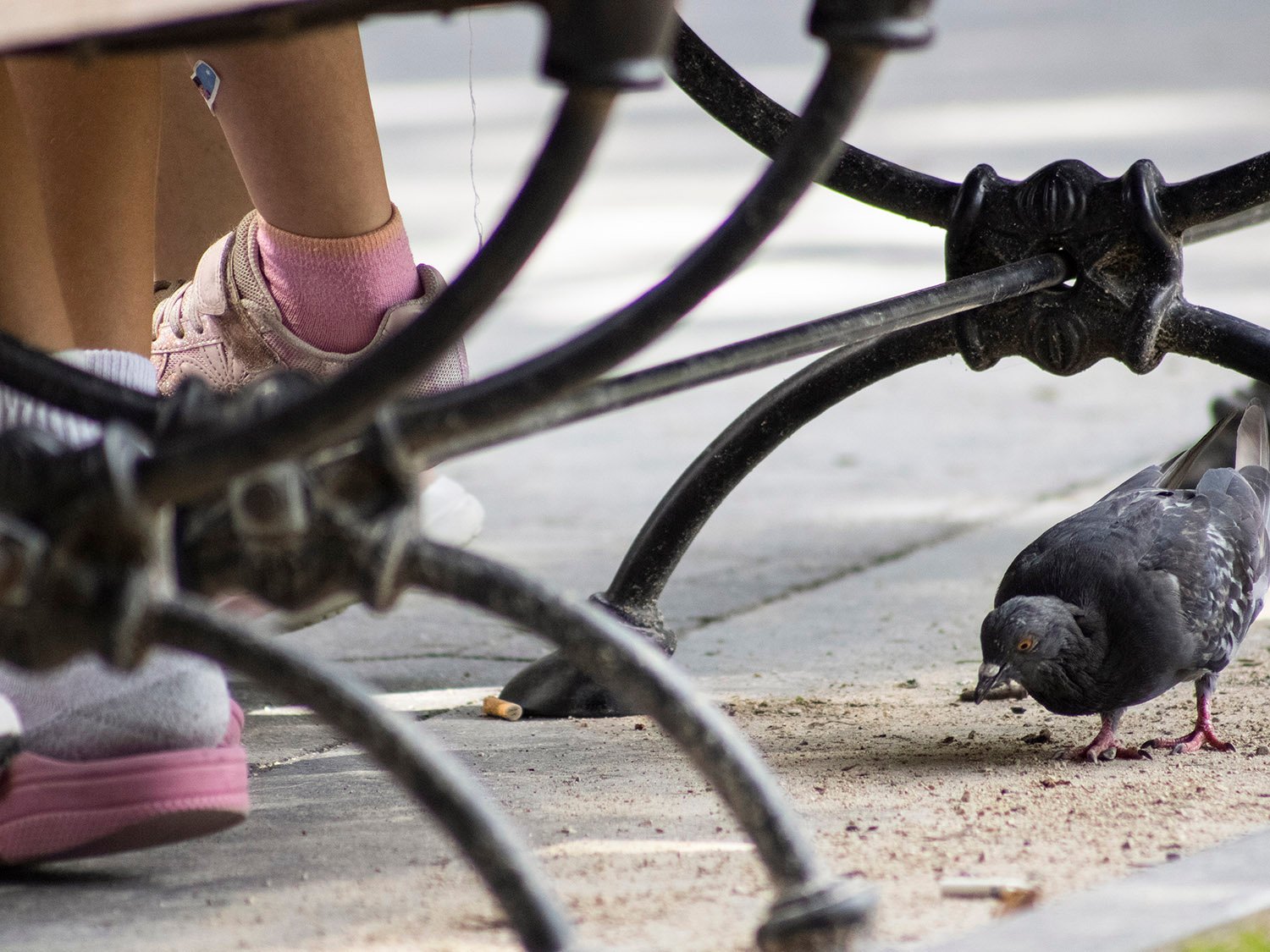 Common pigeon (Columba livia). Washington Square Park, New York City.