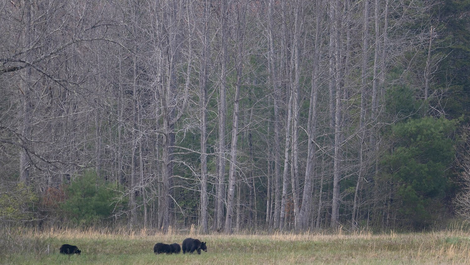 American black bear (Ursus americana) at Cades Cove, Tennessee