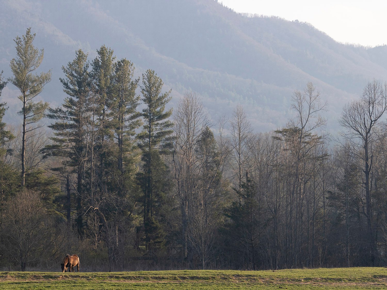 Cades Cove, Tennessee