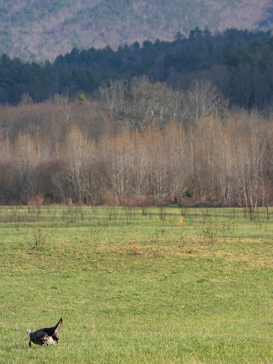 Eastern wild turkey (Meleagris gallopavo silvestris) at Cades Cove, Tennessee