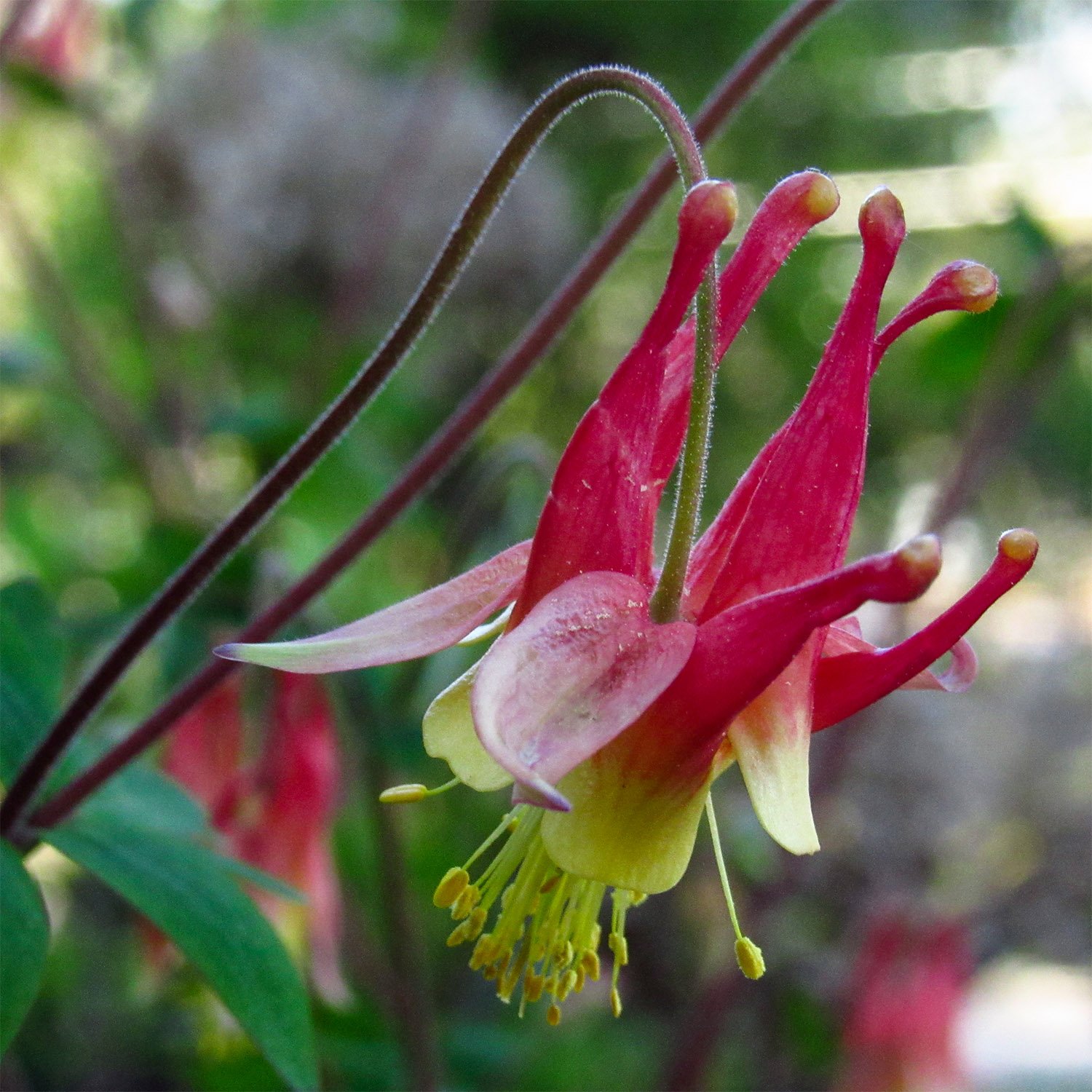 Eastern red columbine (Aquilegia canadensis)