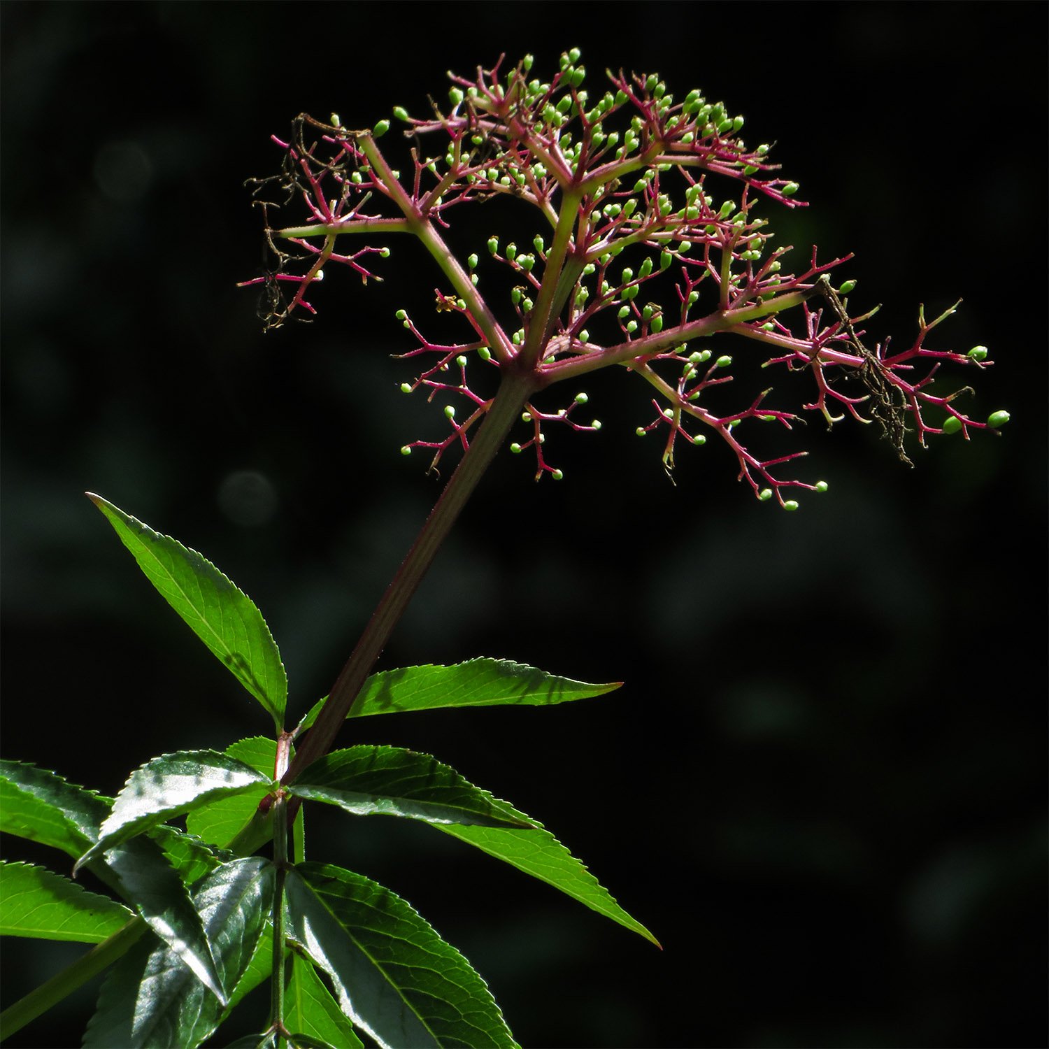 Common elderberry (Sambucus canadensis)