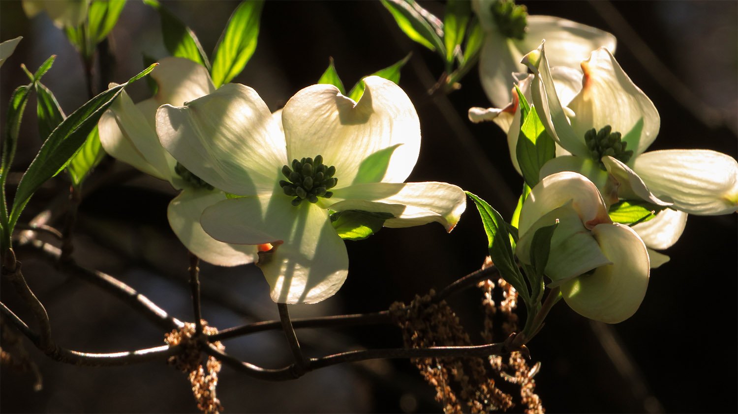 Flowering dogwood (Cornus florida)