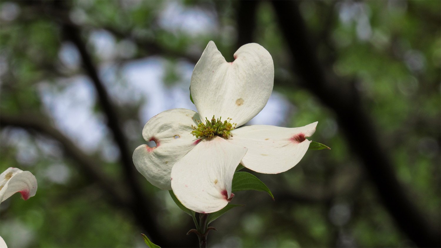 Flowering dogwood (Cornus florida)