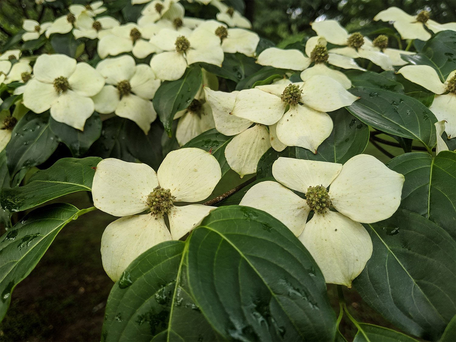 Flowering dogwood (Cornus florida)