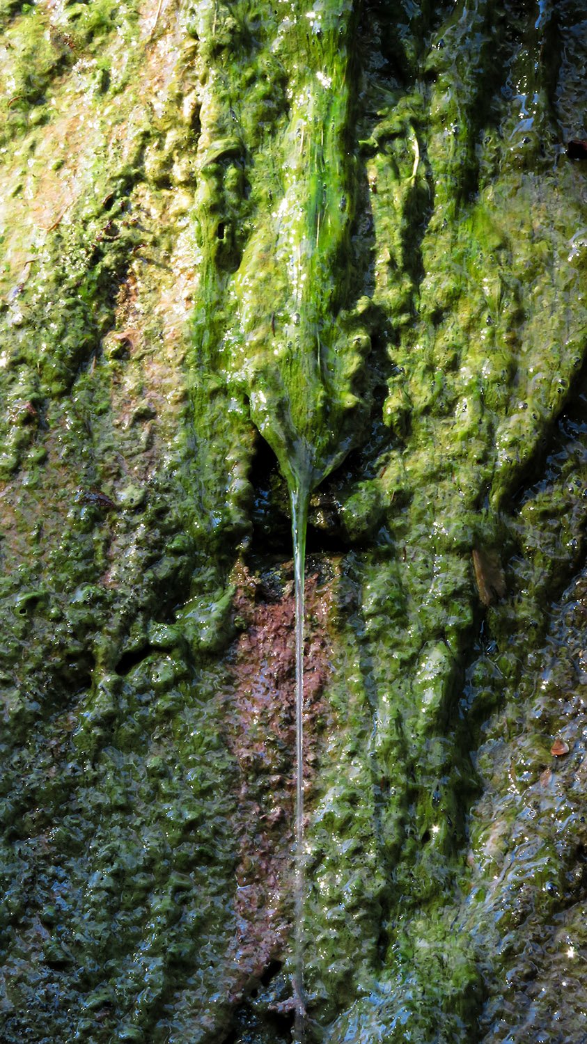 Water dripping off a rock in western North Carolina