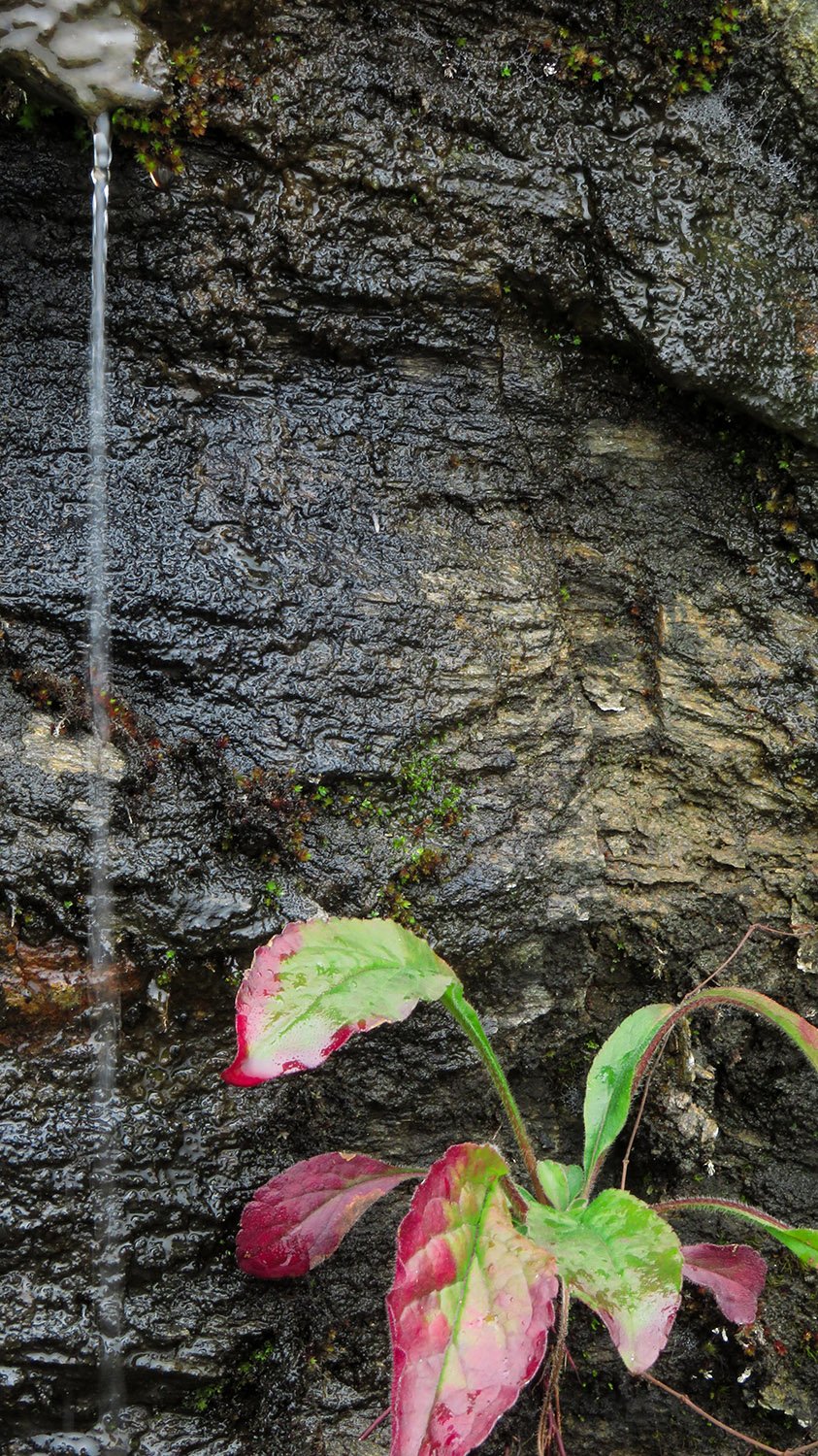 Water dripping off a rock in western North Carolina