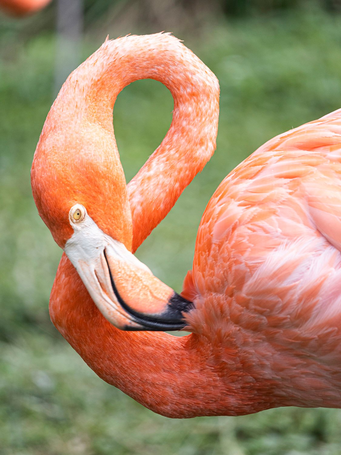American flamingo (Phoenicopterus ruber)