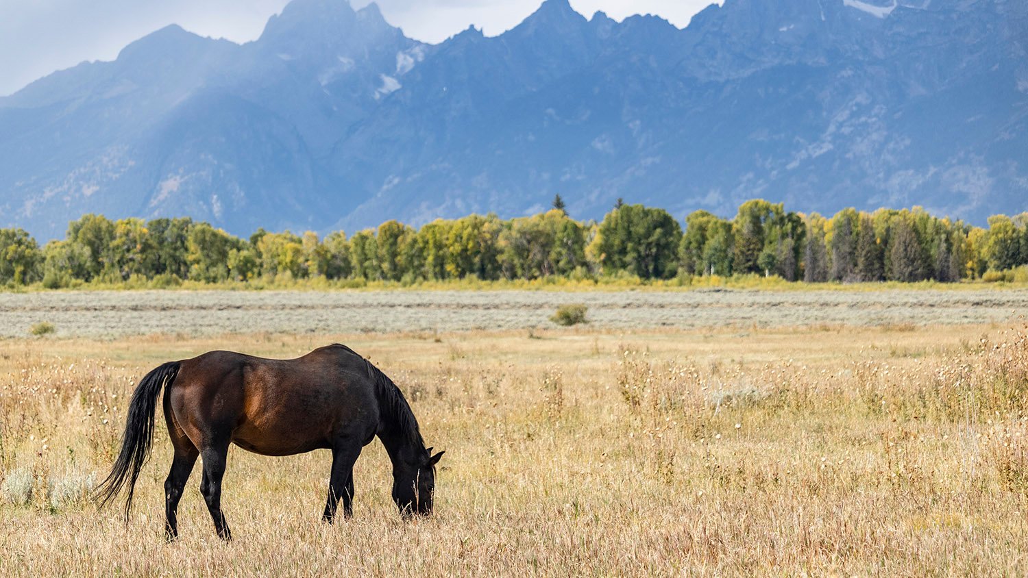 Elk Ranch Flats, Grand National Teton Park