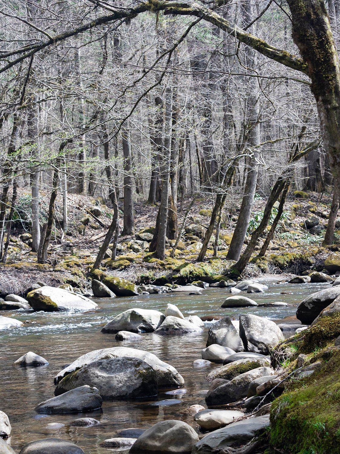 Porters Creek. Gatlinburg, Tennessee.
