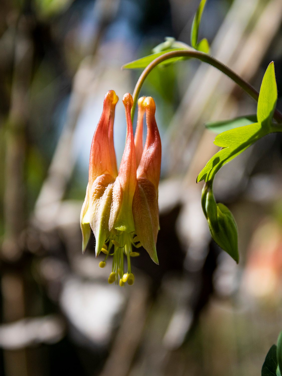 Eastern red columbine (Aquilegia canadensis)