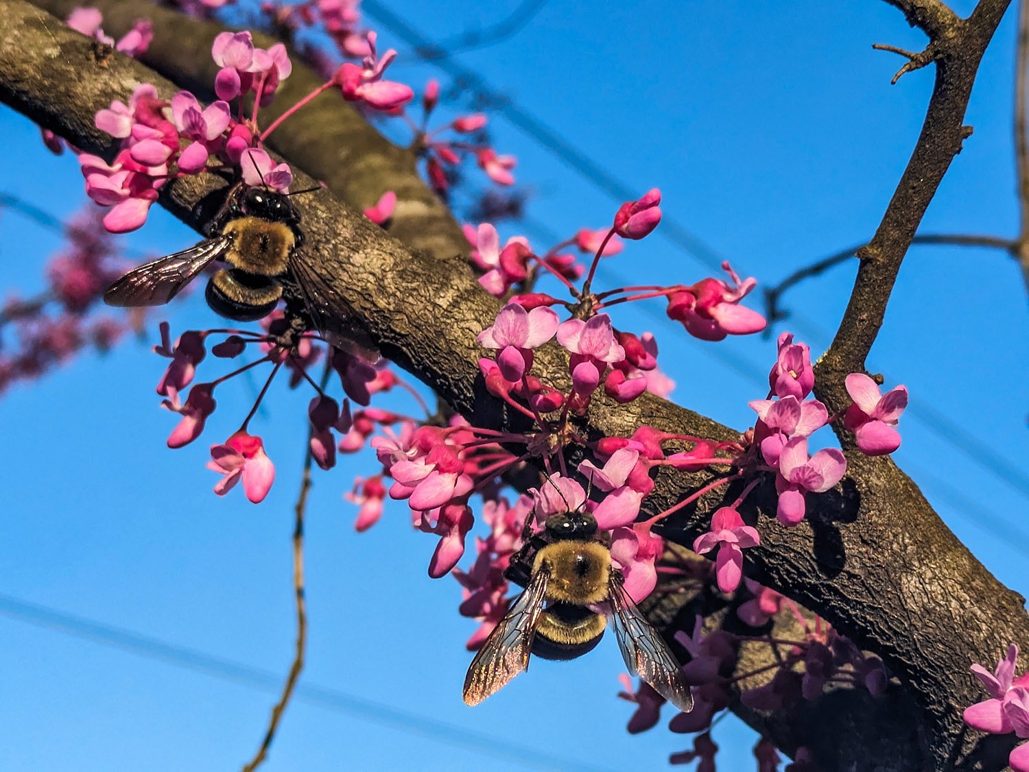 Common eastern bumblebees (Bombus impatiens) pollinating blooms on Eastern redbud